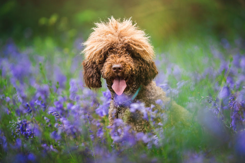 Spanish water dog Dog Photographer Bristol Pet Photography.jpg