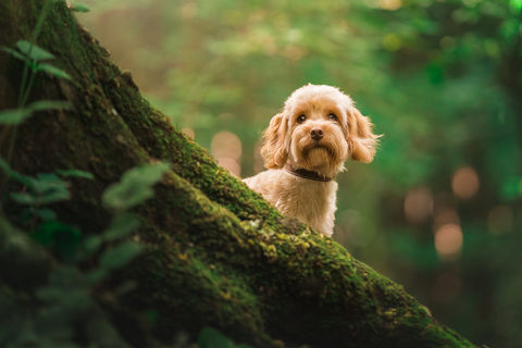 Cavapoo Dog Photographer Bristol Pet Photography