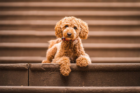 Cockapoo Dog Photographer Bristol Pet Photography.jpg