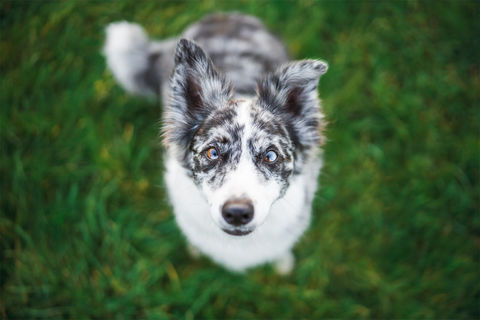 Collie4 Dog Photographer Bristol Pet Photography.jpg