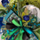 Thumbnail: Peacock Moss Wreath 