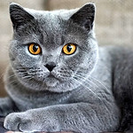chartreux-2-120514.jpg