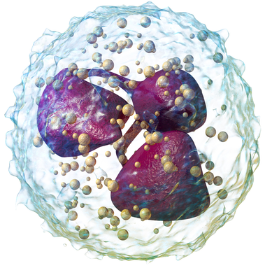 Foto: BruceBlaus* / Wikimedia Commons