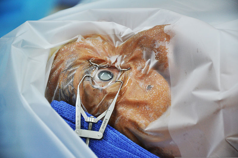 Foto: Capt Holly Hess / Wikimedia Commons