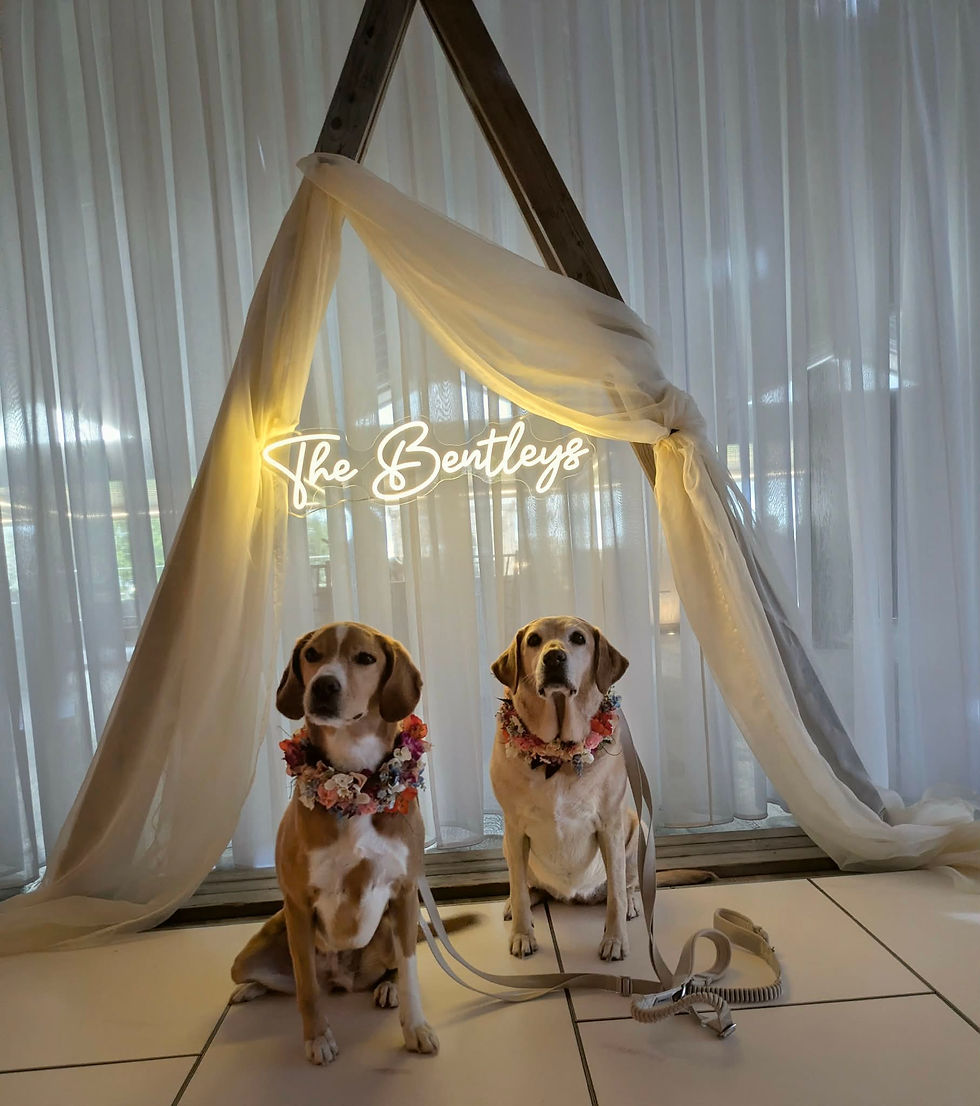 Dogs at a wedding in lincolnshire