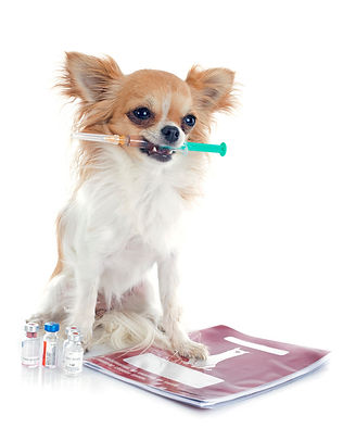 holistisch,dierenarts,holistischdierenarts,acupunctuur,dierenartsaanhuis,dierenkliniek,dierenartsenpraktijkoudetonge,goededierenarts,dierenartspraktijk,dryneedling