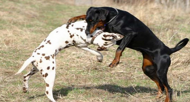 Al final no se supo nada del torneo internacional de peleas de perros en Aguascalientes