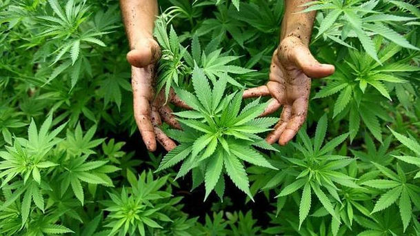 Bienvenida la marihuana medicinal…
