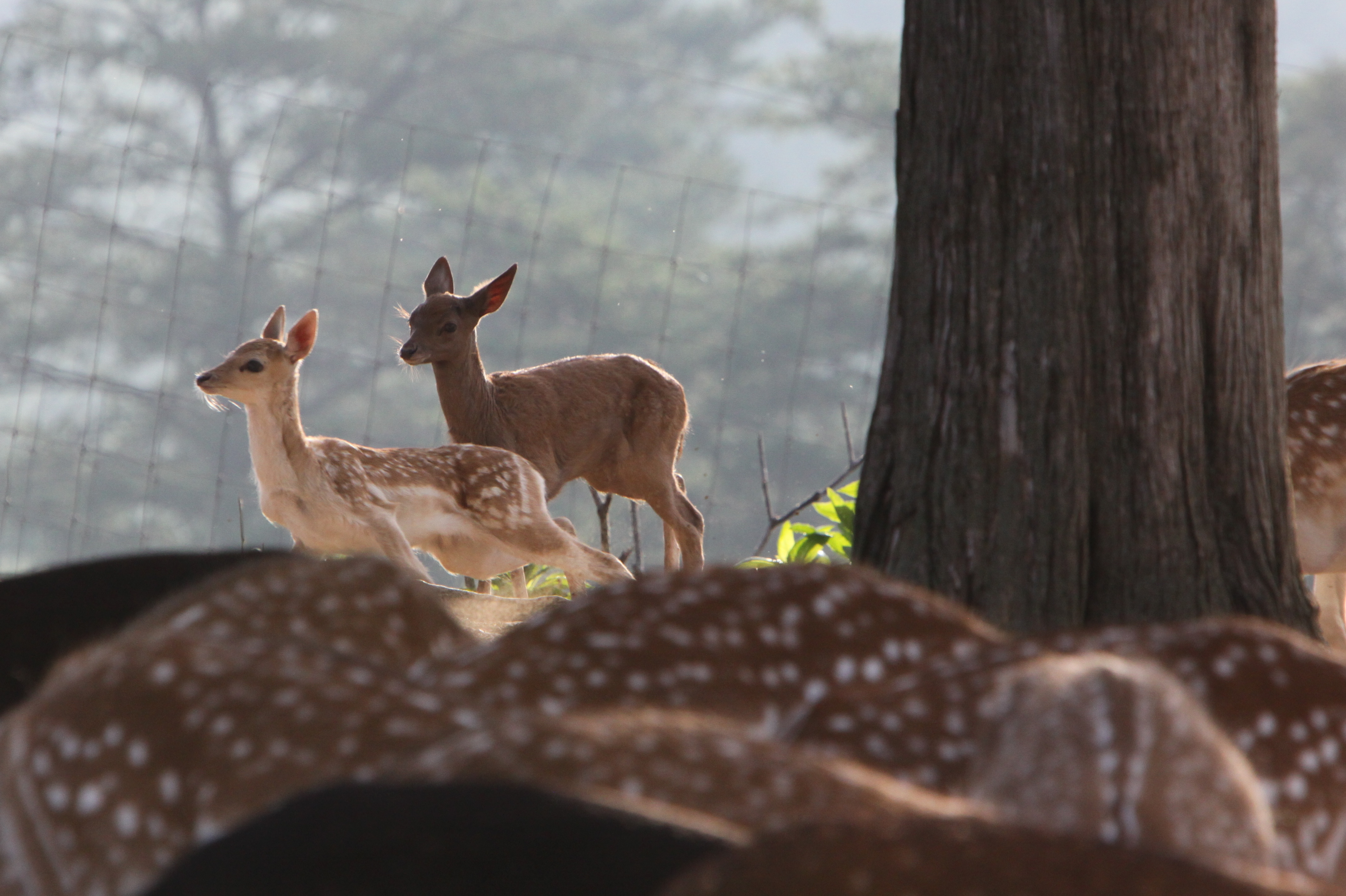 Fawns Above a Sea of Spots