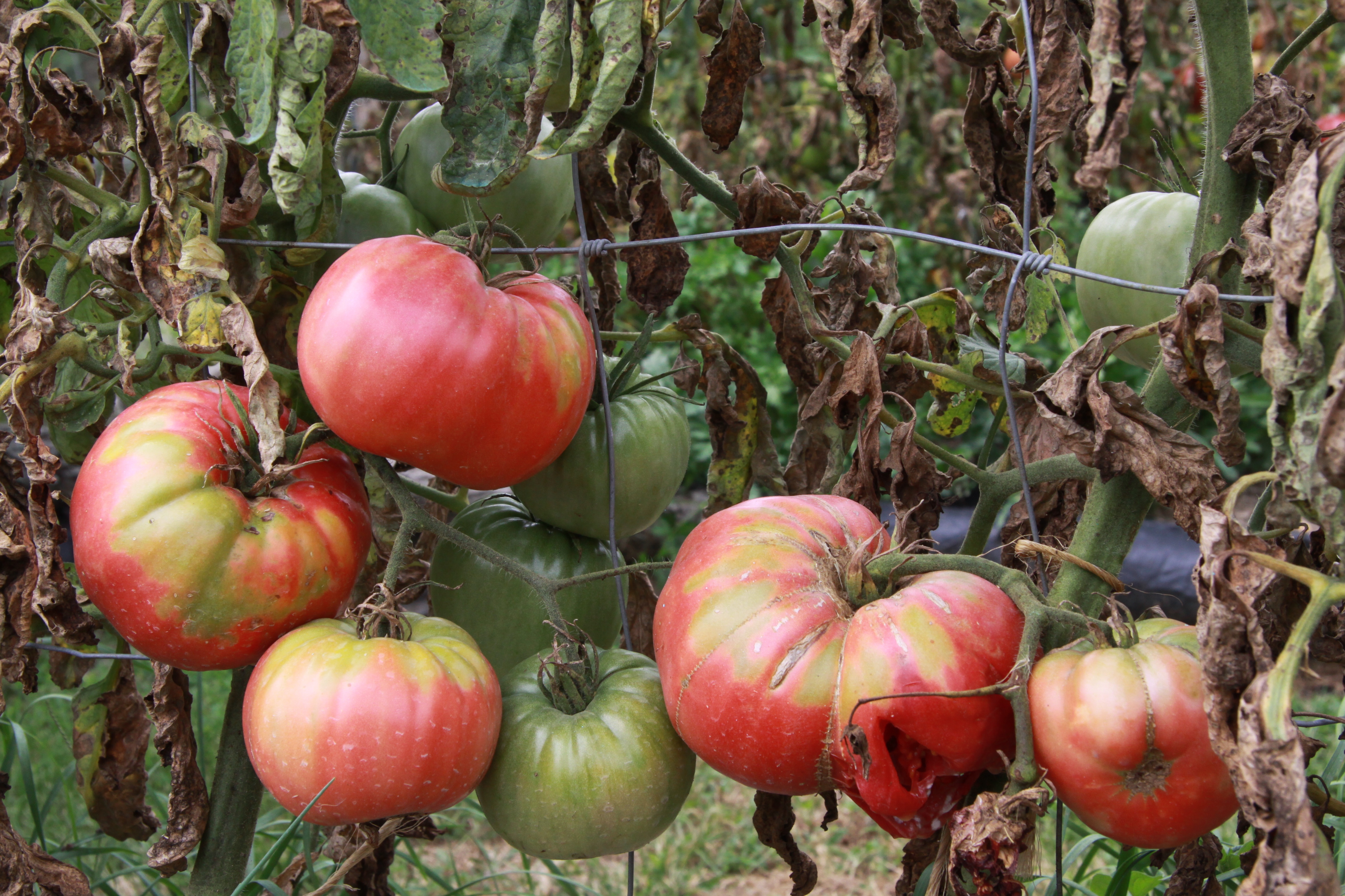 Heirloom Tomatoes, Summer 2010