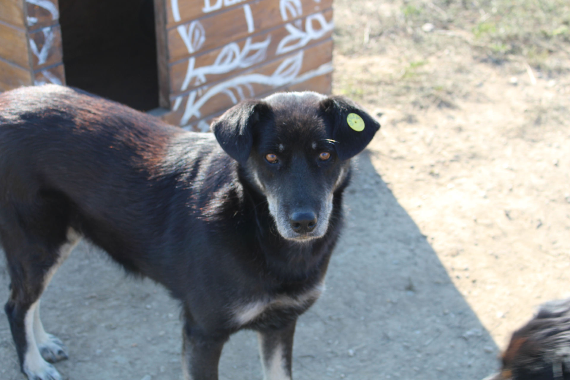 Dog Park Hund