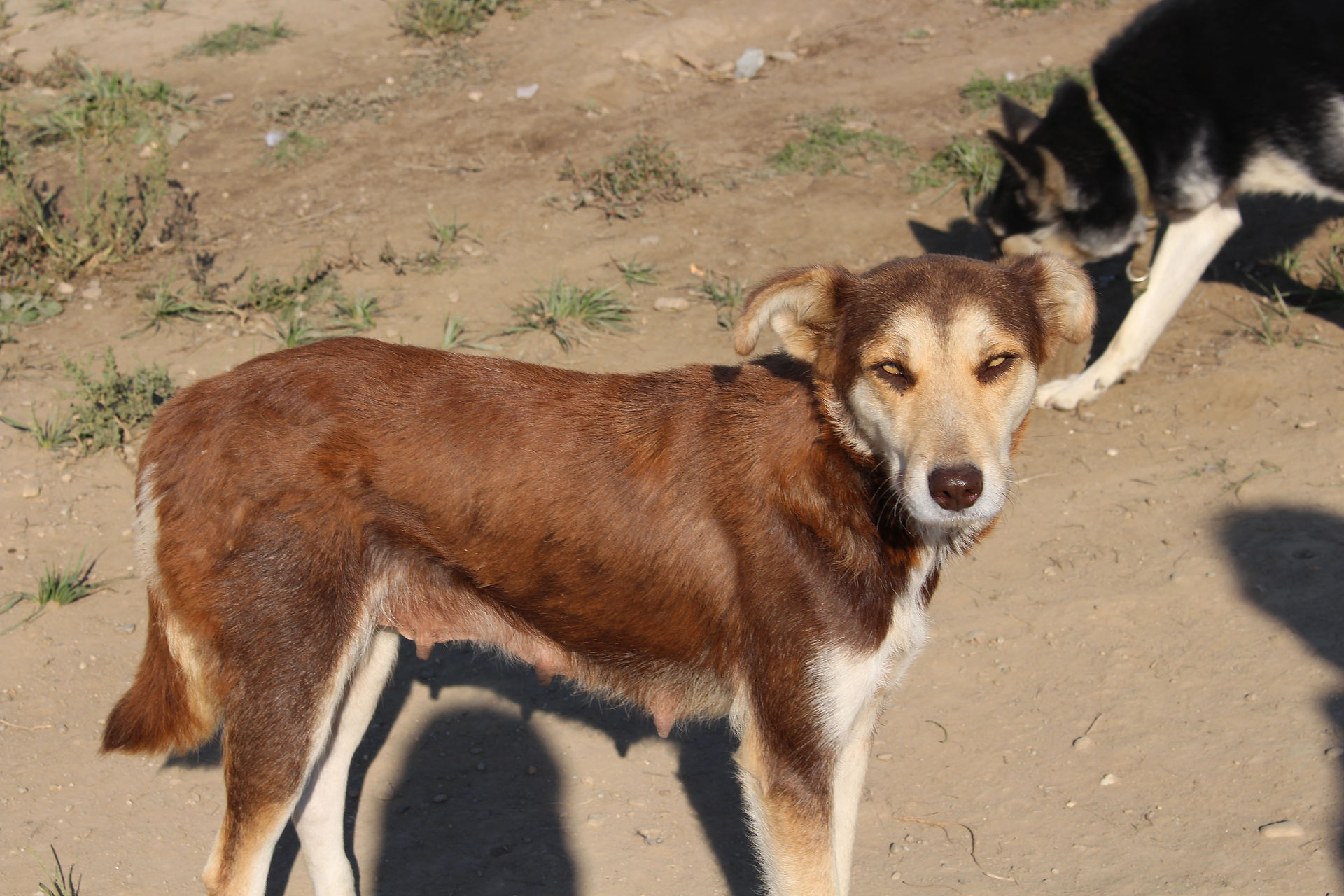 Hund im Dog Park in Lugoj