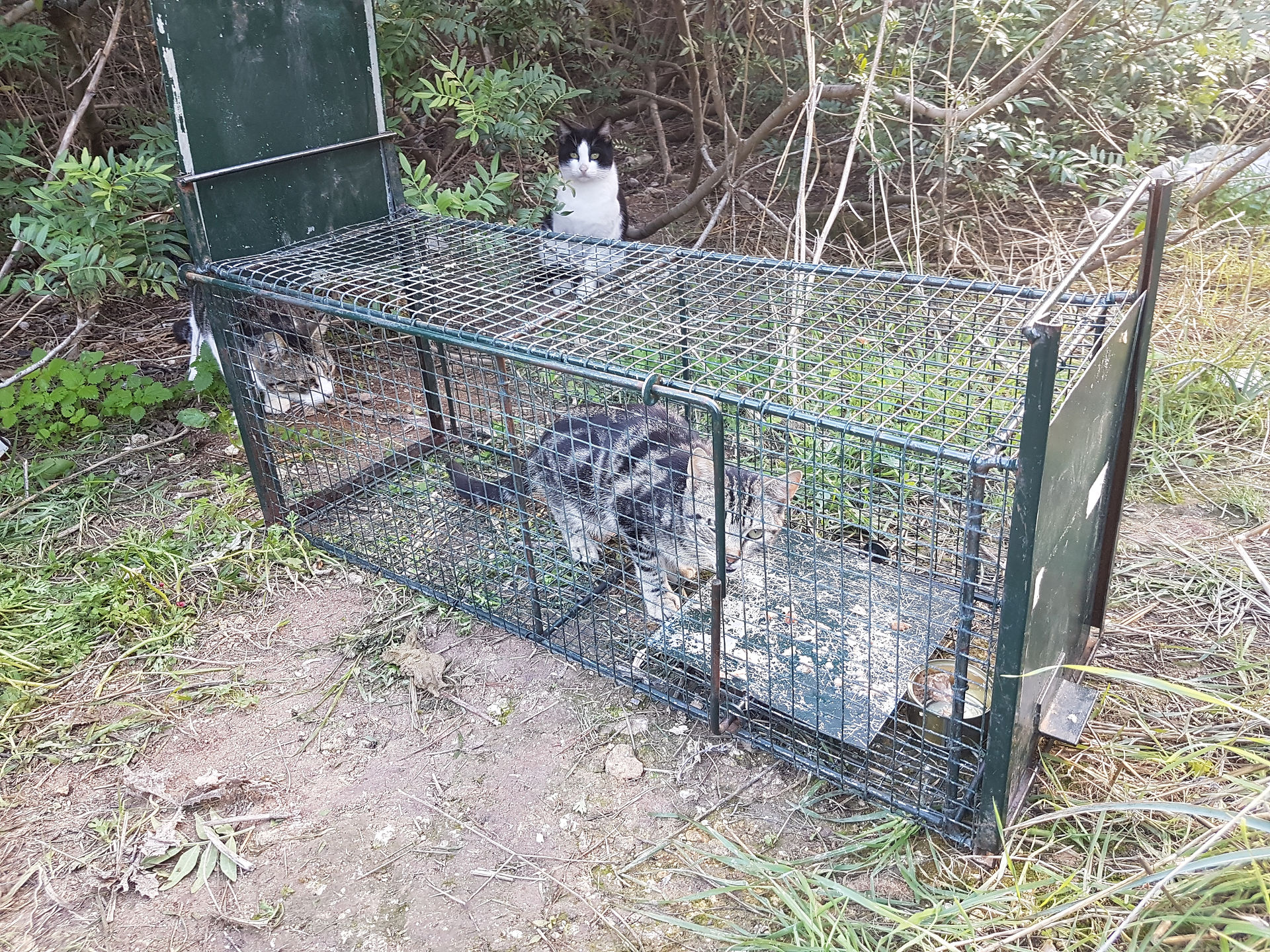 verwilderte Katze ging in die Falle