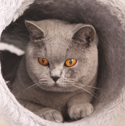 Hotel para gatos São Paulo