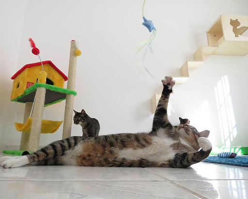 Hotel para gatos São Paulo
