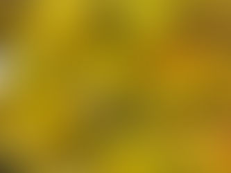 今年も、6/20(土)梅シロップづくりをします