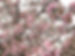 Cherry Blossoms