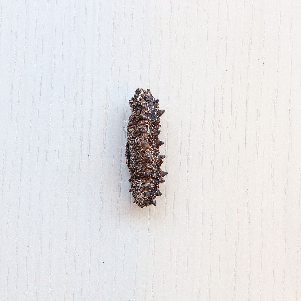 Thumbnail: Hokkaido Sea cucumber M size 日本北海道刺参 M (六排刺)