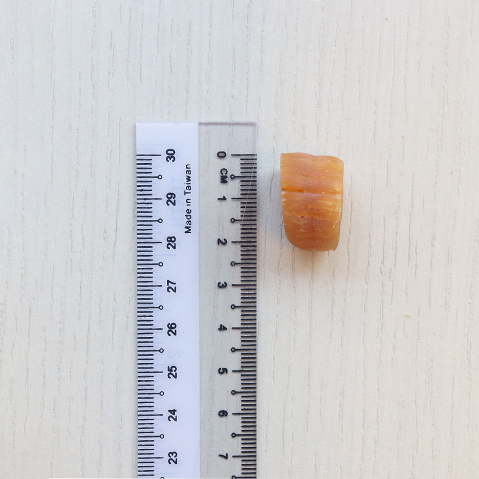 縮圖：Japan Scallop SA 宗谷干贝 (SA)