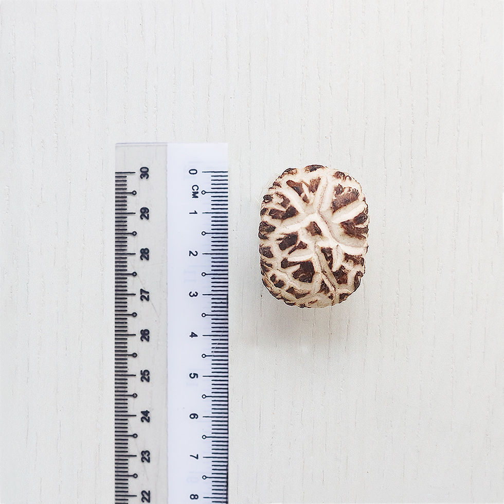 Thumbnail: Duan Mu White Flower Mushroom 椴木白花菇(2-3CM)