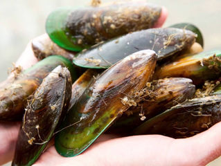 Al gehoord van wondermiddel Groenlip mossel?