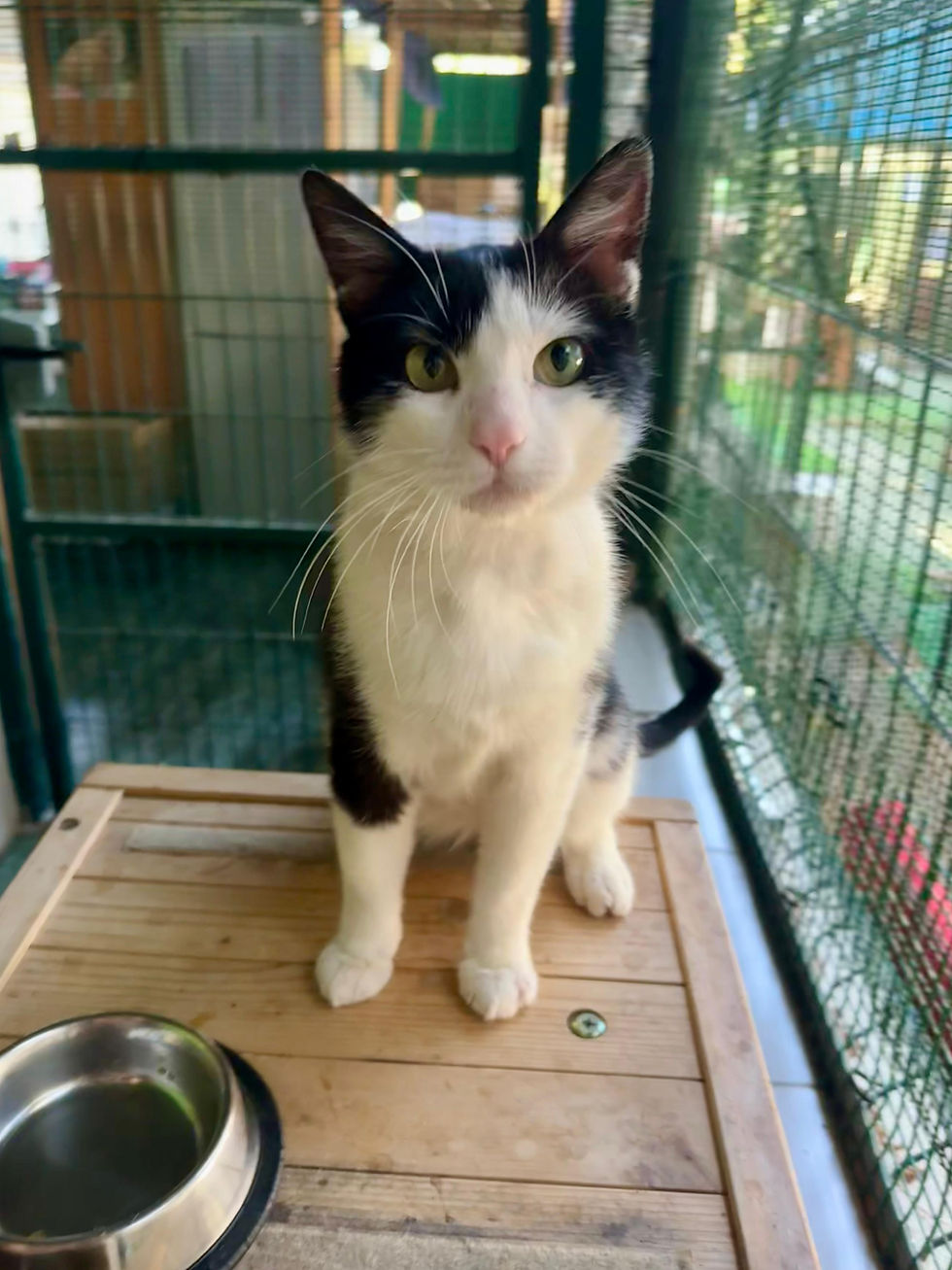 Mateo en adopció