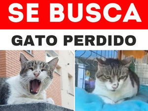 ES BUSCA! Gat perdut pel Passatge Rosella