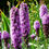 Thumbnail: Prairie Blazing Star (Liatris pycnostachya)