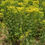 Thumbnail: Ohio Goldenrod (Solidago ohioensis)