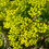 Thumbnail: Ohio Goldenrod (Solidago ohioensis)