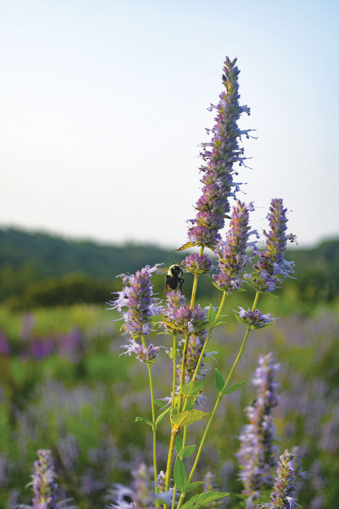 Lavender Giant Hyssop (Agastache foeniculum)