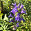Thumbnail: Great Blue Lobelia (Lobelia siphilitica)