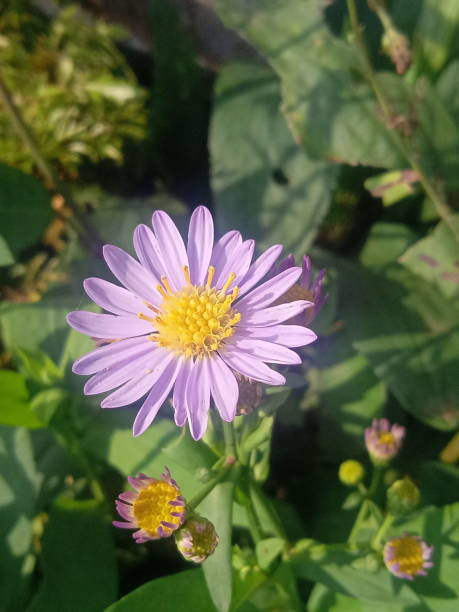 Swamp Aster (Aster puniceus)