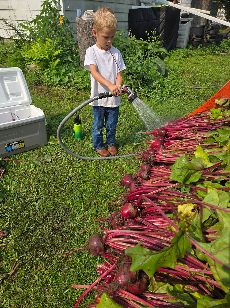 Child washing freshly harvested beets in orange tractor bucket with greens arranged during beet harvest at Dale's Quails Homestead