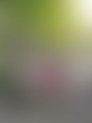 Ámsterdam: un oasis verde en medio del asfalto