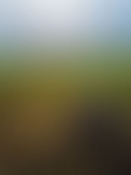 La Producción Agropecuaria Argentina ante una gran Oportunidad Global