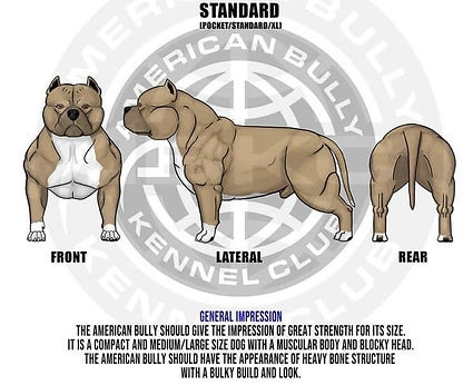 American-Bully-Breed-Guideline.jpg