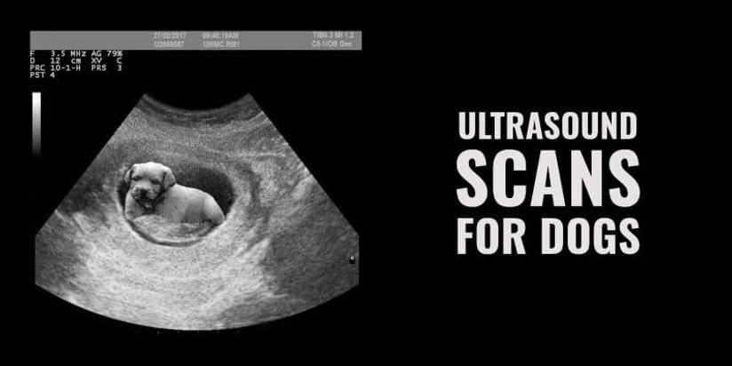 ultrasound-scans-for-dogs-800x400.jpg