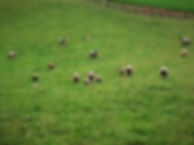 lambs pasture May 2018 002 (2).jpg