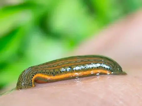 PIJAWKA LEKARSKA (Hirudo medicinalis) Współcześnie uważa się, że kulę ziemską zamieszkuje nieco ponad 650 gatunków pijawek. W Polsce żyje ich obecnie 27 (w 17 rzędach), lecz tylko jeden z nich Pijaw