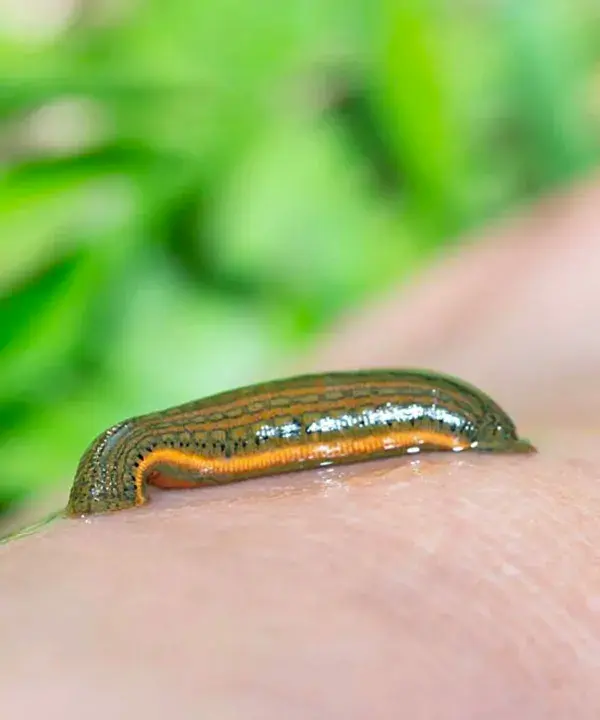 PIJAWKA LEKARSKA (Hirudo medicinalis) Współcześnie uważa się, że kulę ziemską zamieszkuje nieco ponad 650 gatunków pijawek. W Polsce żyje ich obecnie 27 (w 17 rzędach), lecz tylko jeden z nich Pijaw