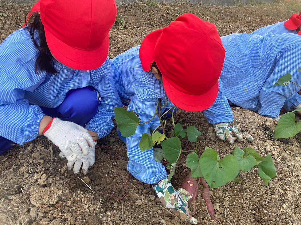 さつまいもの収穫体験