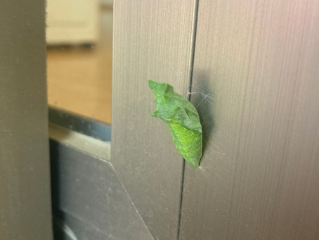 アゲハ蝶のさなぎ発見