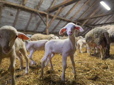 Fenntartható gazdálkodás digitalizációval