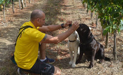 R22DUCATION CHIOT CHIEN