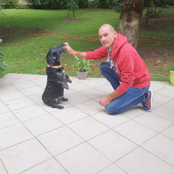 petit numero faire le beau avec Kiwi basset x griffon de 7 ans