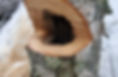 emergency-tree-service-new-hampshire-services-page.jpg