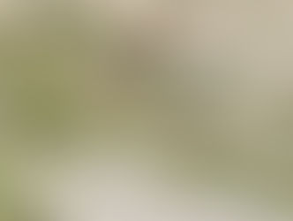 Jizzaxda ayiq cho'ponning ko'z o'ngida qo‘ylarni yeb tashladi — rasmiy tasdiq yo‘q