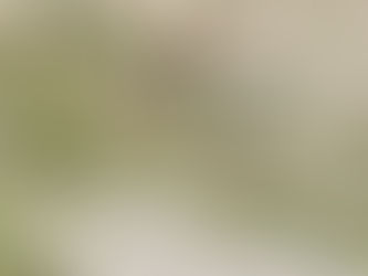 Jizzaxda ayiq cho'ponning ko'z o'ngida qo‘ylarni yeb tashladi — rasmiy tasdiq yo‘q