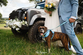 Dogs at Weddings